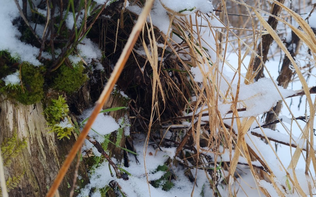 Im Wald unterwegs – grün entdecken im November im Erzgebirge