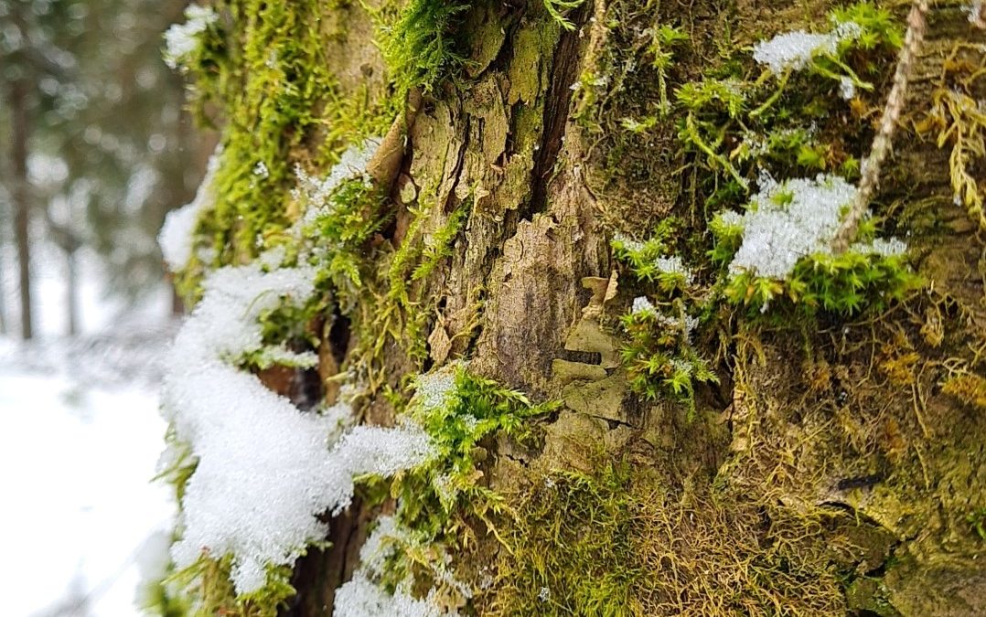 Geräusche im Winter – Bachgeplätscher