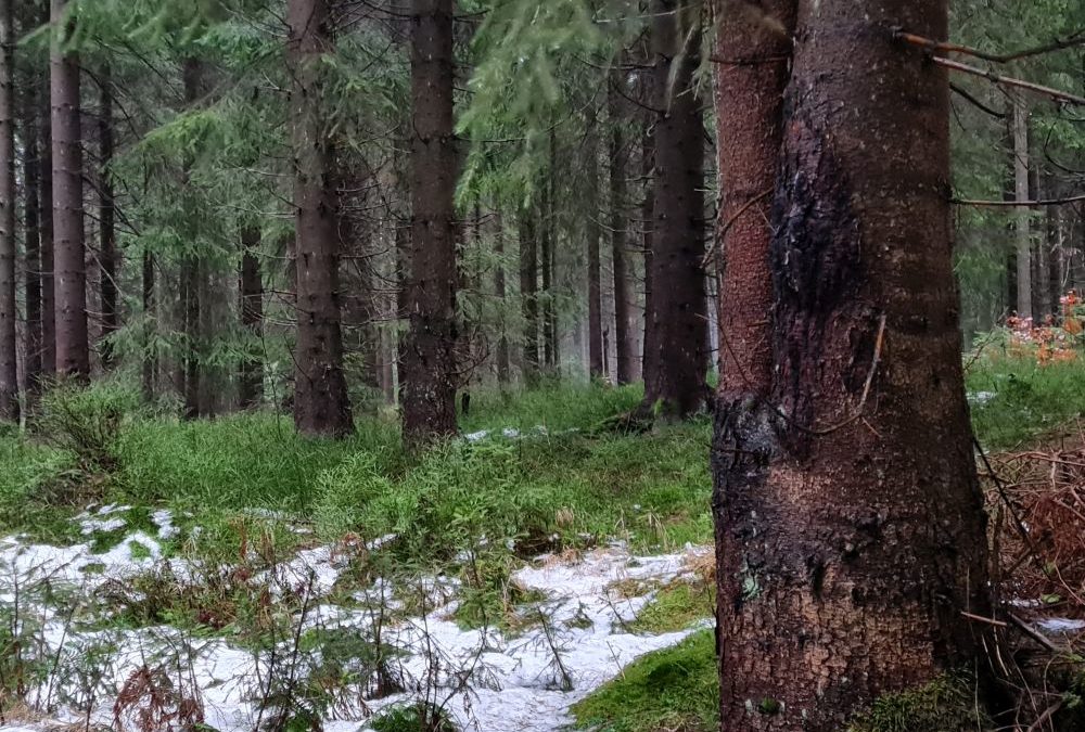 Ankommen im Waldbaden