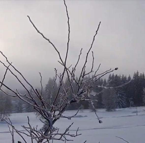 Geräusche im erzgebirgischen Winterwald