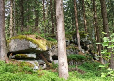 Wie beginne ich mein Waldbaden?